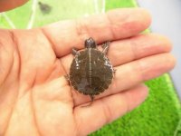 美！　セイブニシキガメ　約２.５cm　１