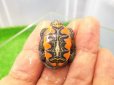画像4: 美！　セイブニシキガメ　約２.５cm　２ (4)