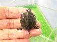 画像1: 美！　セイブニシキガメ　約２.５cm　２ (1)