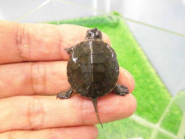 画像1: 美！　セイブニシキガメ　約２.５cm　２