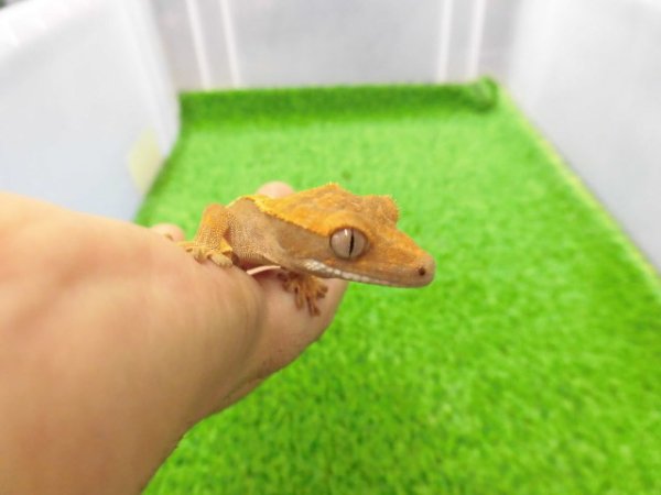 画像5: 美！　クレステッドゲッコー（ピンストライプ）　約９cm １