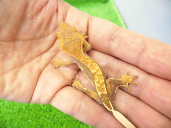 画像2: 美！　クレステッドゲッコー（ピンストライプ）　約９cm １