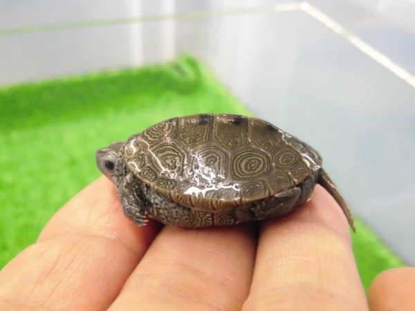 画像2: 美！　ノーザンダイヤモンドバックテラピン　約３.５ｃｍ　１