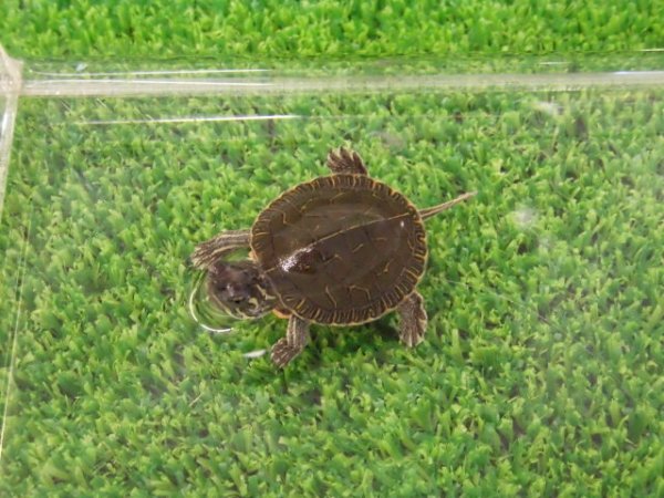 画像4: 美！　セイブニシキガメ　約２.５cm　１
