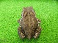 画像5: 美！　アズマヒキガエル　約１２cm♀ (5)