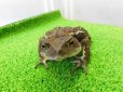 画像3: 美！　アズマヒキガエル　約１２cm♀ (3)