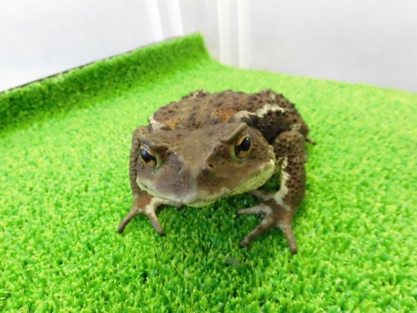 画像3: 美！　アズマヒキガエル　約１２cm♀