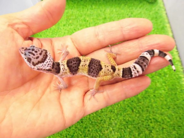 画像1: 美！　ワイルドライン　ファスキオラータ（ヒョウモントカゲモドキ）　約１０cm　１