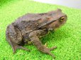 画像4: 美！　ナガレヒキガエル　約１２.５cm♀ (4)