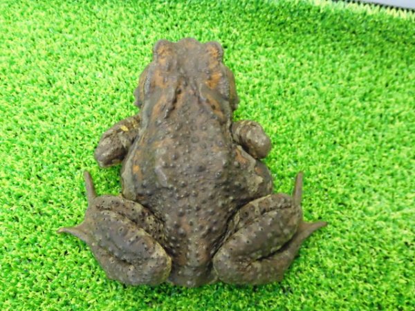 画像3: 美！　ナガレヒキガエル　約１２.５cm♀