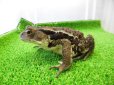 画像4: 美！　アズマヒキガエル　約１２cm♀ (4)