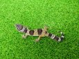 画像4: 美！　ワイルドライン　ファスキオラータ（ヒョウモントカゲモドキ）　約１０cm　１ (4)