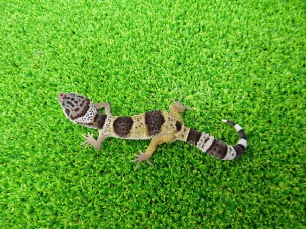 画像4: 美！　ワイルドライン　ファスキオラータ（ヒョウモントカゲモドキ）　約１０cm　１