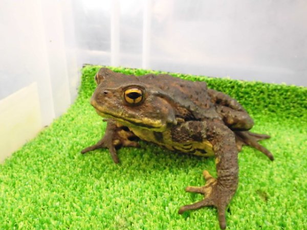 画像5: 美！　ナガレヒキガエル　約１２.５cm♀