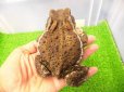 画像2: 美！　アズマヒキガエル　約１２cm♀ (2)