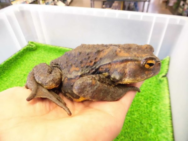 画像1: 美！　ナガレヒキガエル　約１２.５cm♀