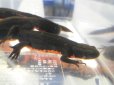 画像4: 美！　アカハライモリ　約１０cm