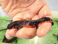 美！　アカハライモリ　約１０cm