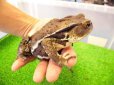 画像1: 美！　アズマヒキガエル　約１２cm♀ (1)