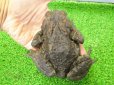 画像2: 美！　ナガレヒキガエル　約１２.５cm♀ (2)