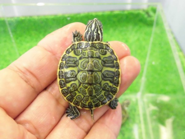 画像1: 美！　フロリダアカハラガメ　約３.５cm　１