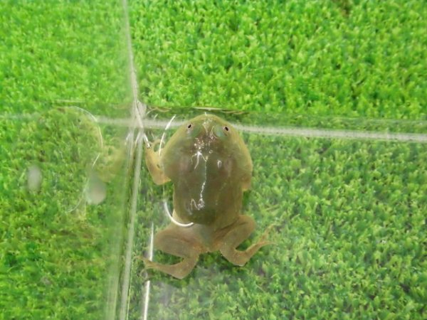 画像3: 美！　バジェットガエル　約３.５cm　１