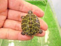 美！　フロリダアカハラガメ　約３.５cm　２