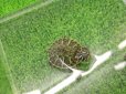 画像5: 美！　フロリダアカハラガメ　約３.５cm　１ (5)