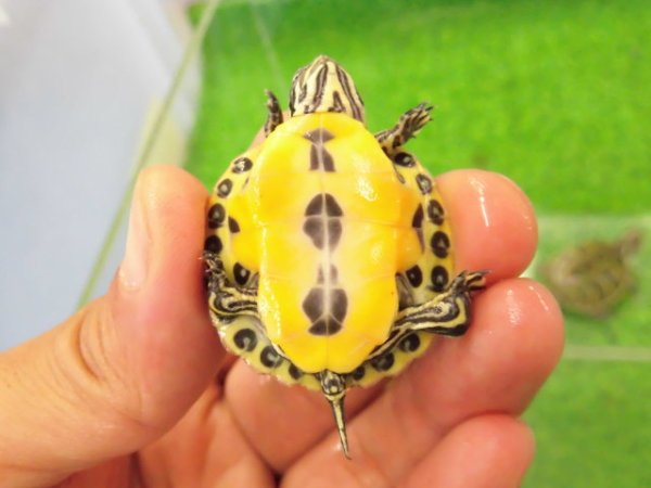 画像4: 美！　フロリダアカハラガメ　約３.５cm　１