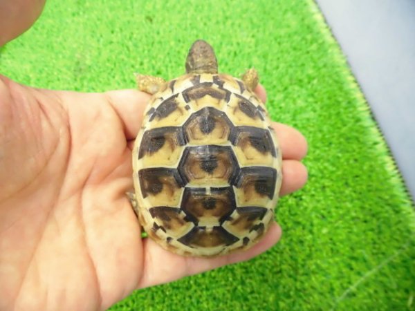 画像1: 美！　ヒガシヘルマンリクガメ 　約６.５cm　１