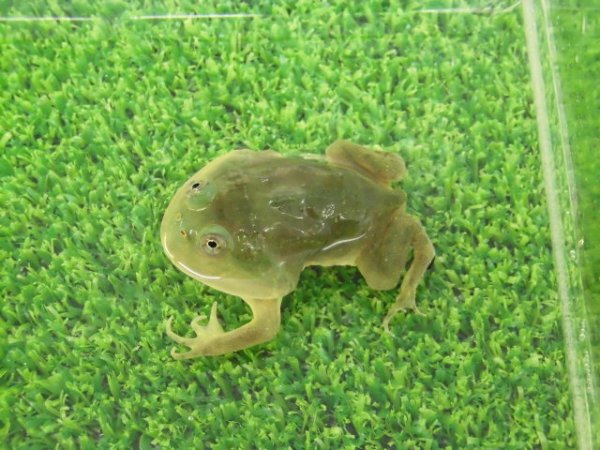 画像2: 美！　バジェットガエル　約３.５cm　１