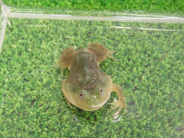 画像1: 美！　バジェットガエル　約３.５cm　１