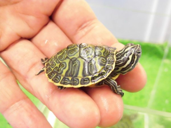 画像2: 美！　フロリダアカハラガメ　約３.５cm　１