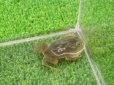 画像4: 美！　バジェットガエル　約３.５cm　１ (4)