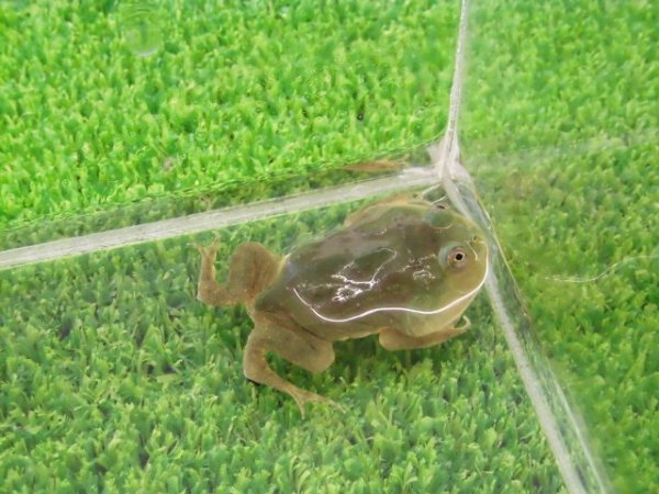 画像4: 美！　バジェットガエル　約３.５cm　１