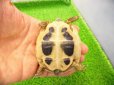 画像6: 美！　ヒガシヘルマンリクガメ 　約６.５cm　１