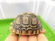 画像4: 美！　ヒョウモンリクガメ　約６.５cm　１