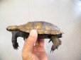 画像2: 美！　ニホンイシガメ　約１４cm♀　１ (2)