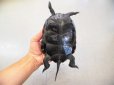 画像4: 美！　ニホンイシガメ　約１４cm♀　１ (4)