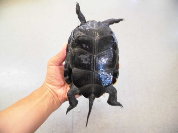 画像4: 美！　ニホンイシガメ　約１４cm♀　１