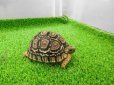 画像7: 美！　ヒョウモンリクガメ　約６.５cm　１