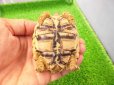 画像6: 美！　ヒョウモンリクガメ　約６.５cm　１