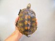 画像1: 美！　ニホンイシガメ　約１４cm♀　１ (1)