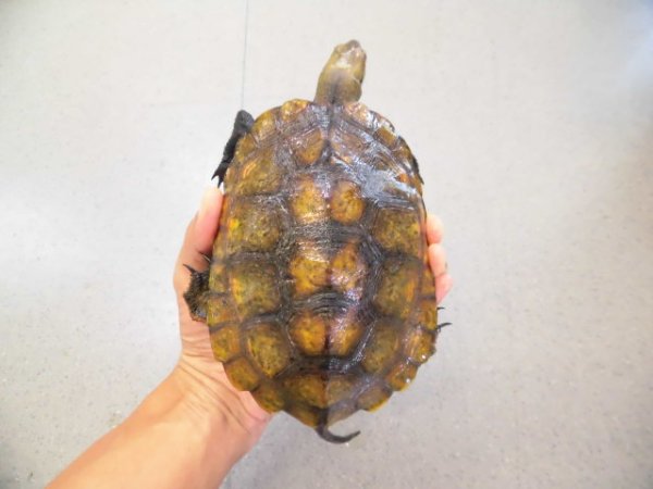画像1: 美！　ニホンイシガメ　約１４cm♀　１