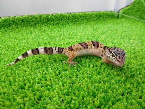 画像5: 美！　ワイルドライン　モンタヌス（ヒョウモントカゲモドキ）　約１０cm　１