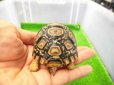 画像3: 美！　ヒョウモンリクガメ　約６.５cm　１