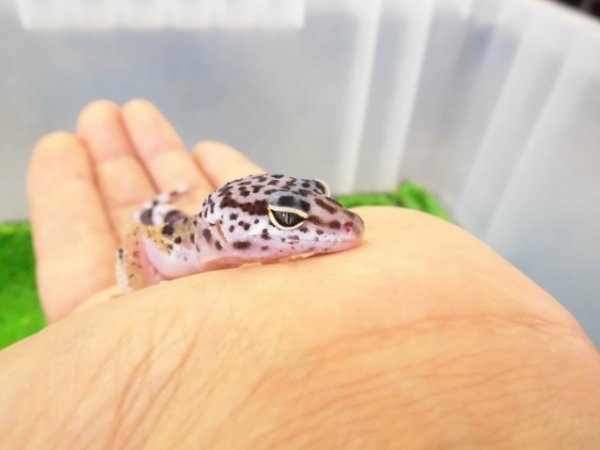 画像3: 美！　ワイルドライン　モンタヌス（ヒョウモントカゲモドキ）　約１０cm　１