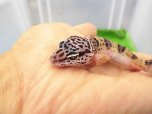 画像2: 美！　ワイルドライン　モンタヌス（ヒョウモントカゲモドキ）　約１０cm　１