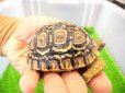 画像2: 美！　ヒョウモンリクガメ　約６.５cm　１ (2)
