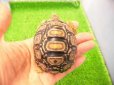 画像1: 美！　ヒョウモンリクガメ　約６.５cm　１ (1)